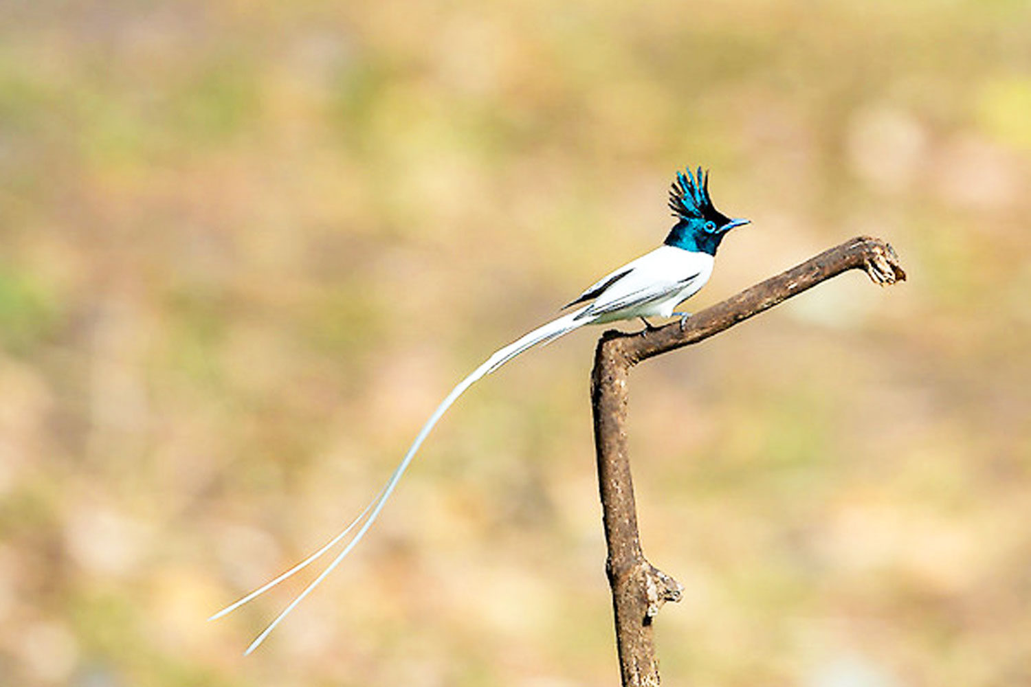 Birding experiences