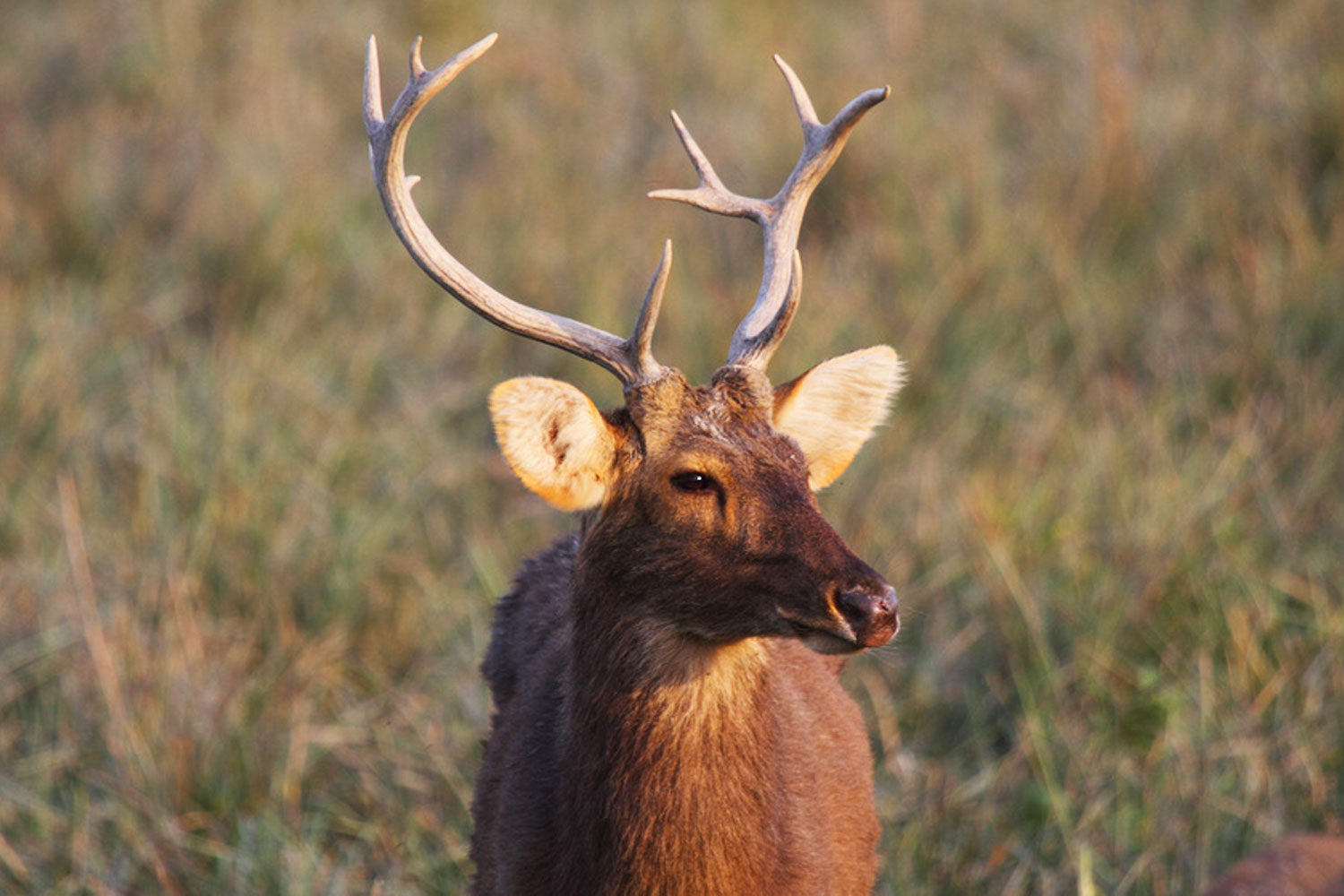 Kaziranga national park