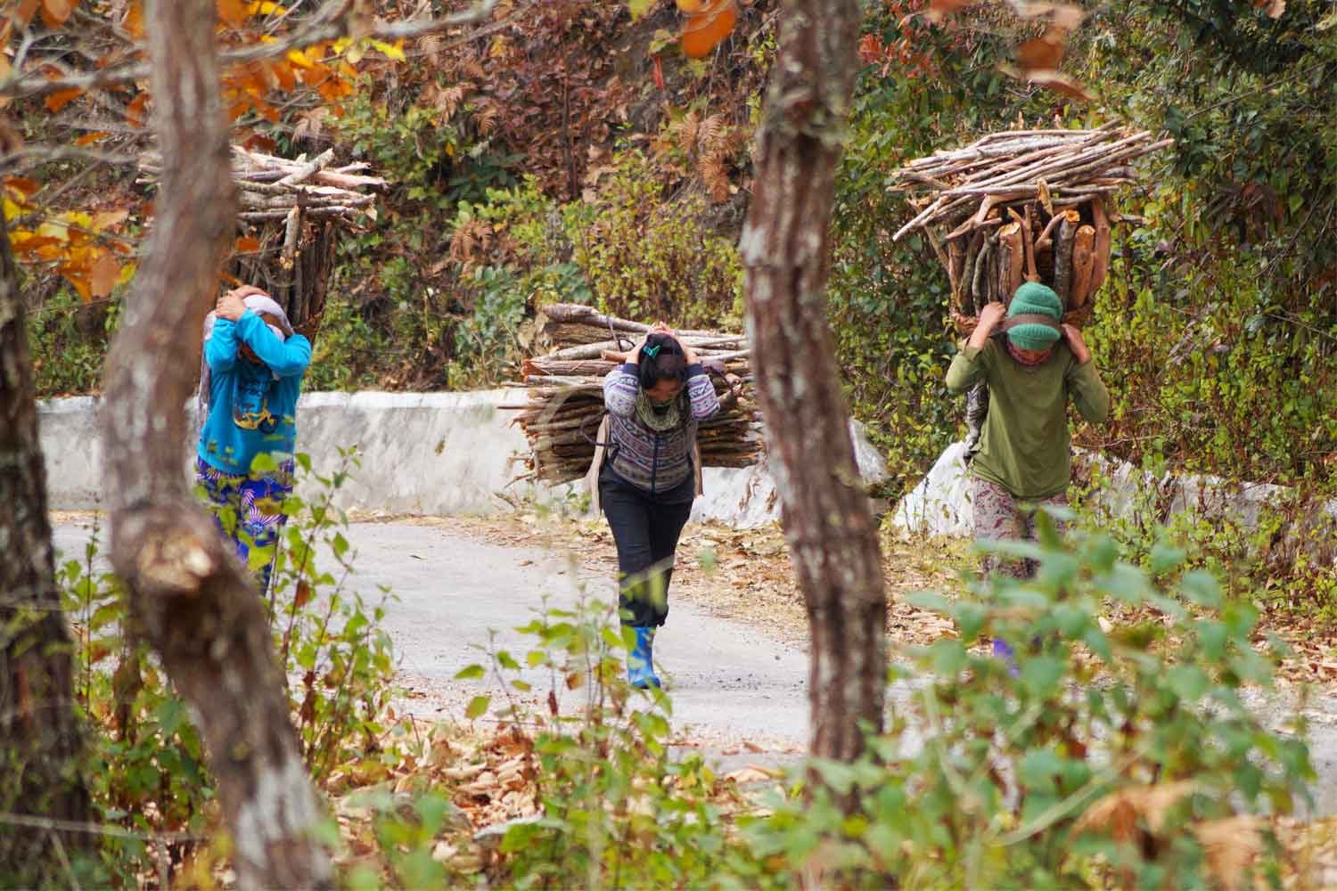 Women collecting firewood